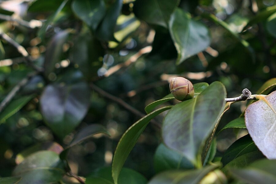 Seocheon Maryang-ri Camellia Forest-舒川郡必去景点