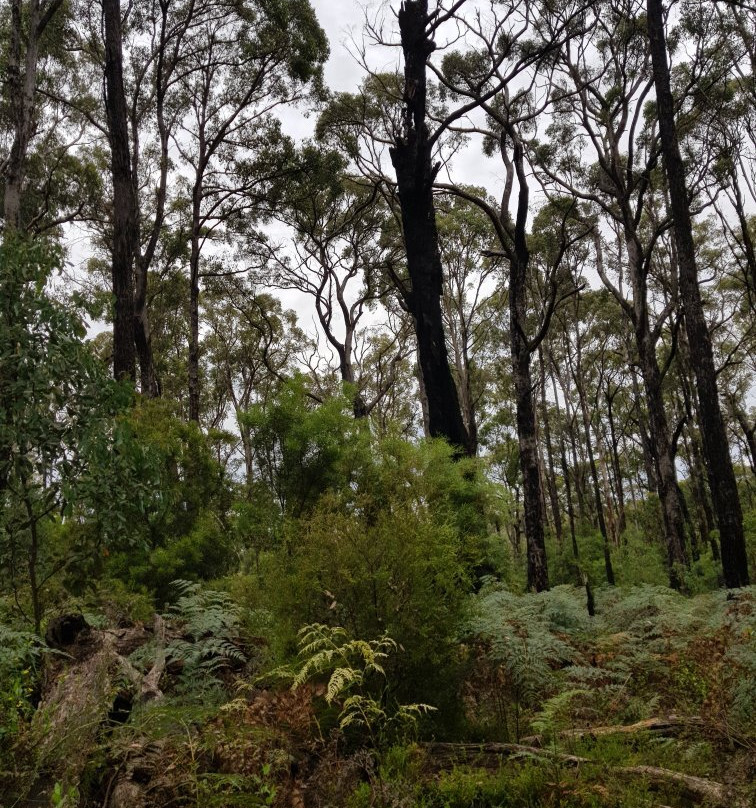 Wombelano Falls-Kinglake必去景点