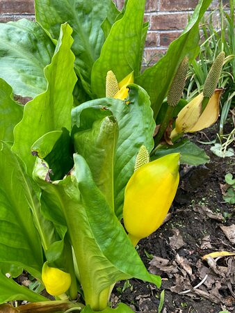 Inveresk Lodge Gardens景点图片