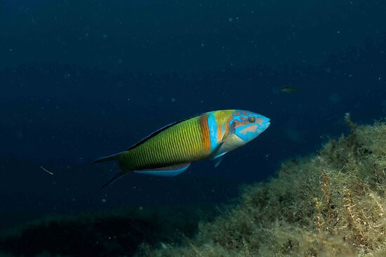 Acquaman Diving Center-维拉西谬斯必去景点