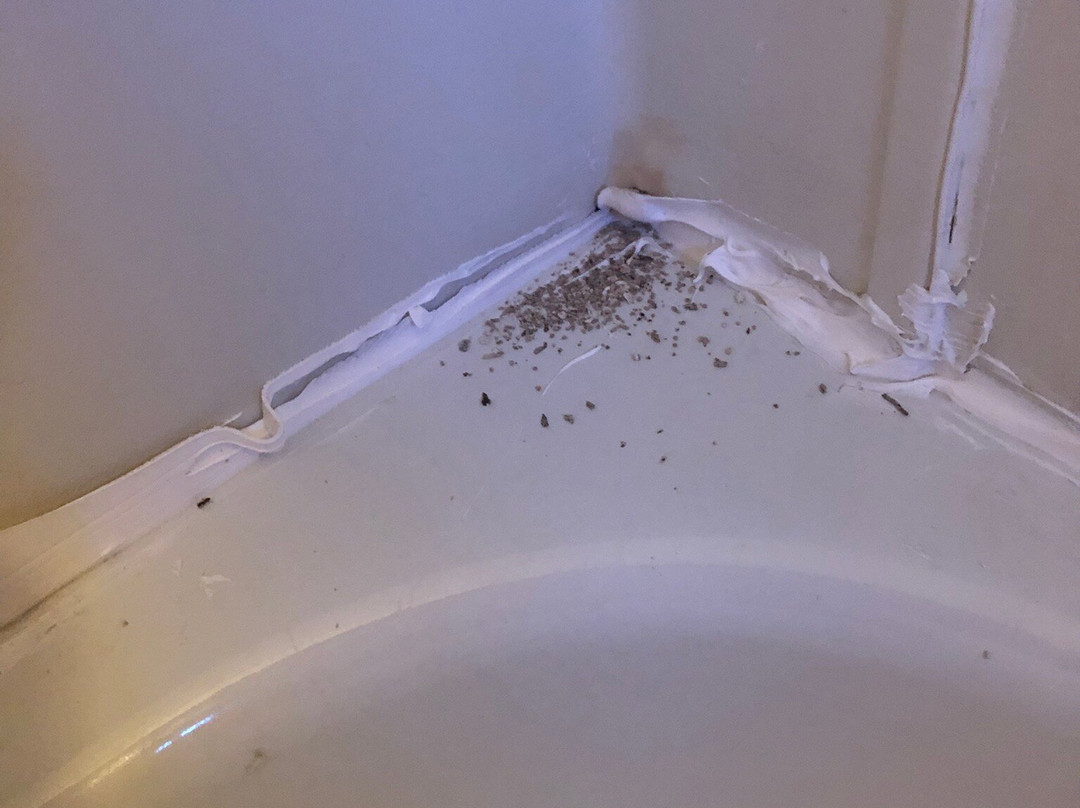 White Tail Resort主图