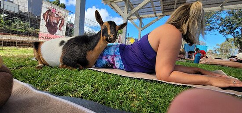 Maui Goat Yoga-库拉必去景点