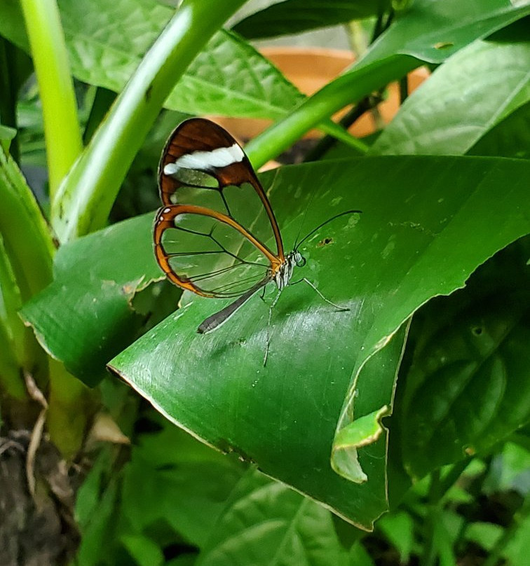 Butterfly Garden at Selvatura Park景点图片