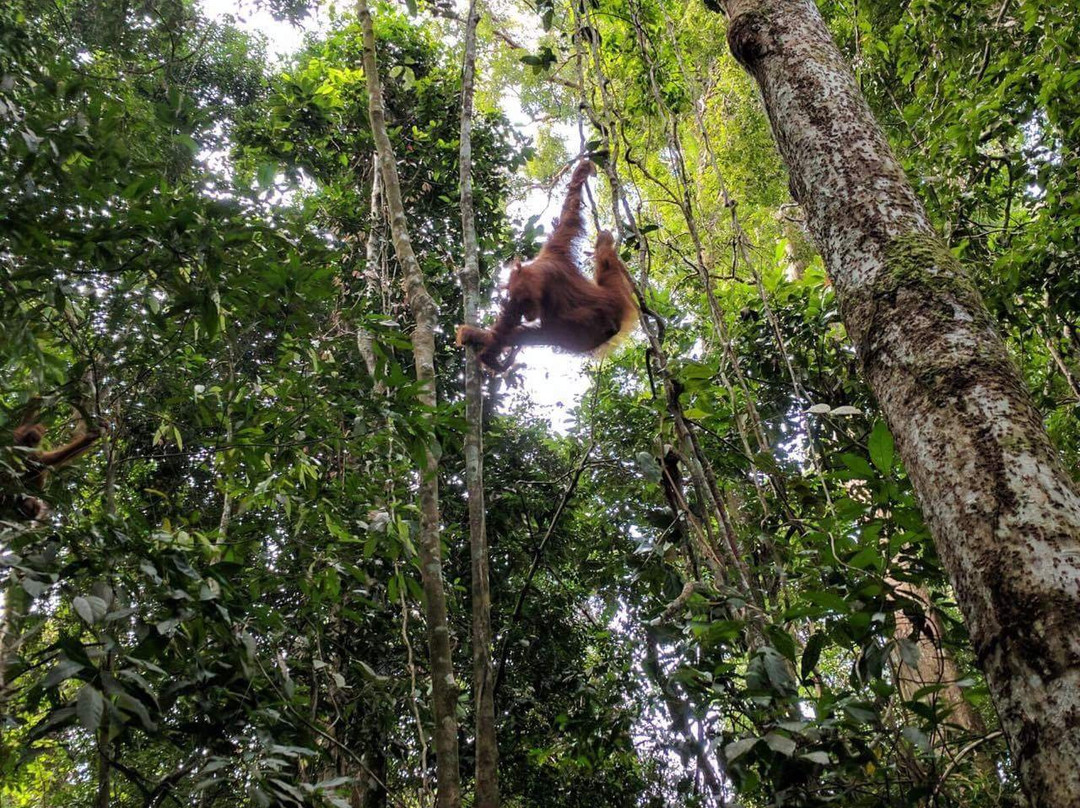 Bukit Lawang Trekking-武吉拉旺必去景点