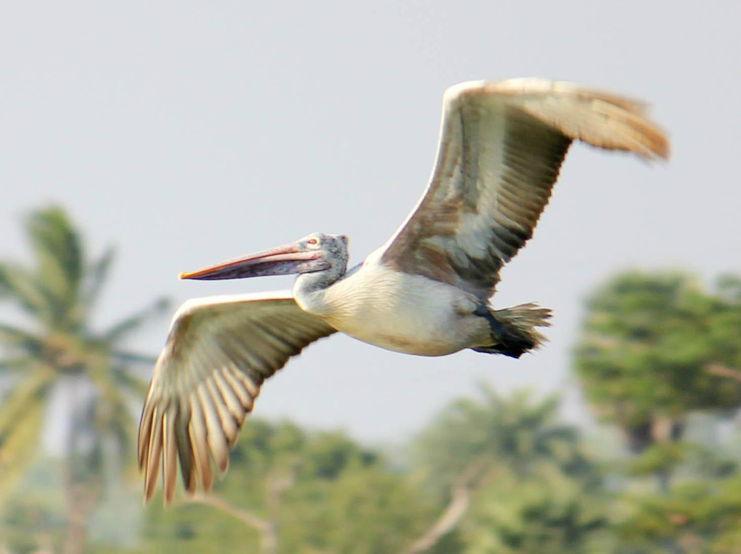 Vedanthangal Bird Sanctuary景点图片