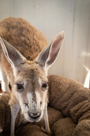 Lisa’s Kangaroo Retreat-Port Hedland必去景点