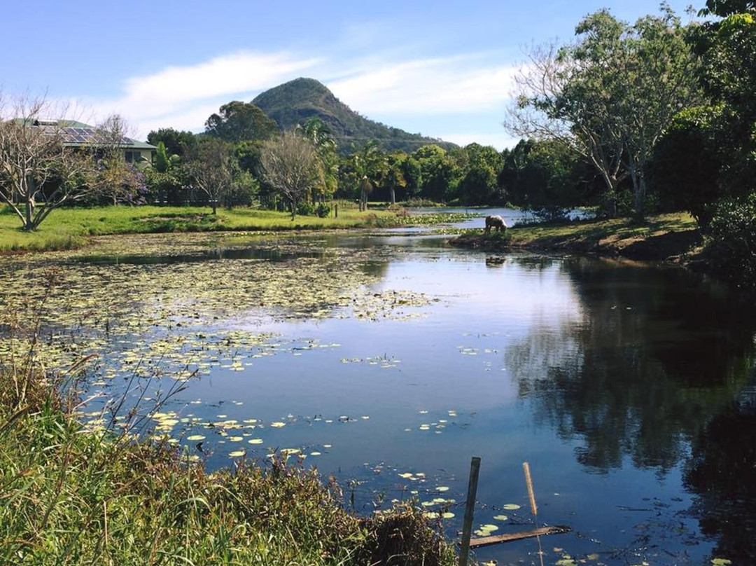 Noosa Trail Network景点图片