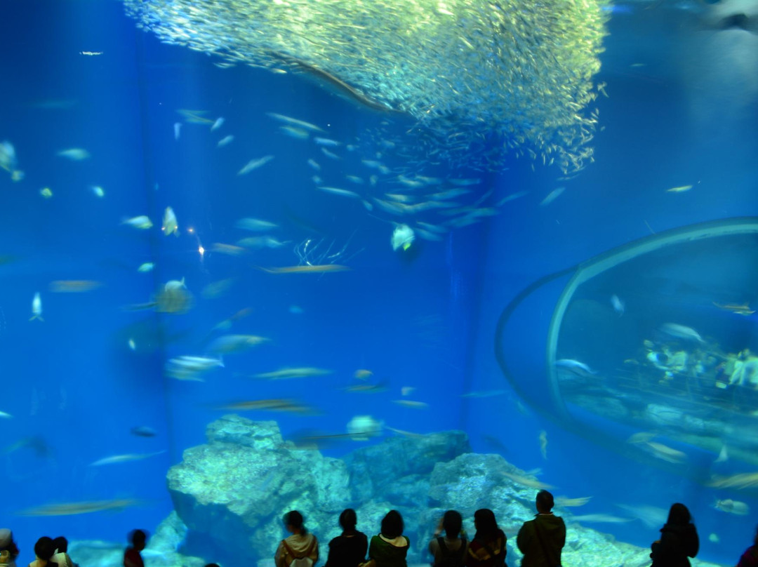 Aqua World Ibaraki Prefectural Oarai Aquarium景点图片