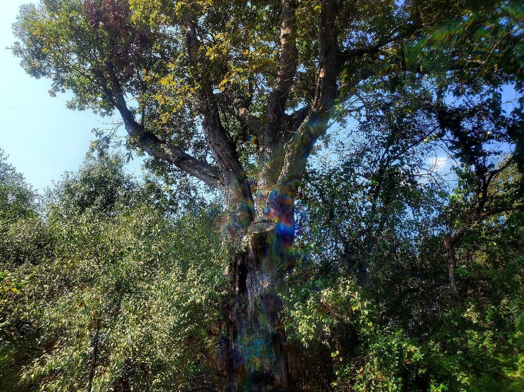 Devil's Tree