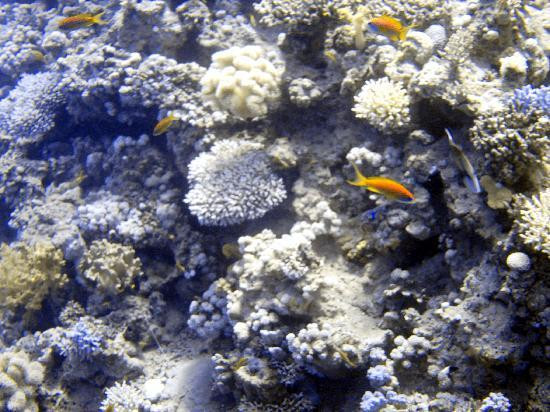 达哈卜潜水中心-达哈卜必去景点