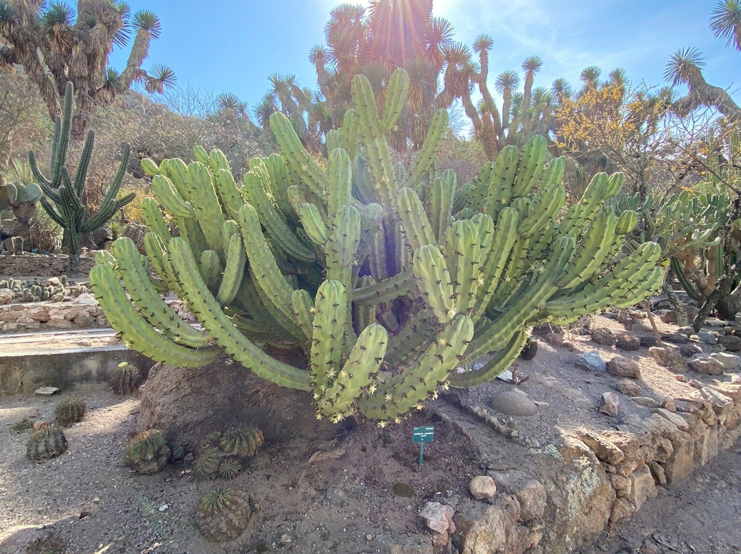 Jardin Botanico Regional de Cadereyta景点图片