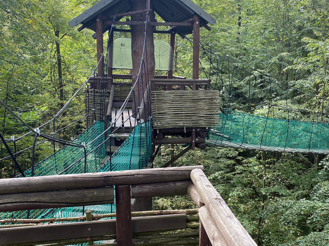 Eco Trail Through Foliage景点图片