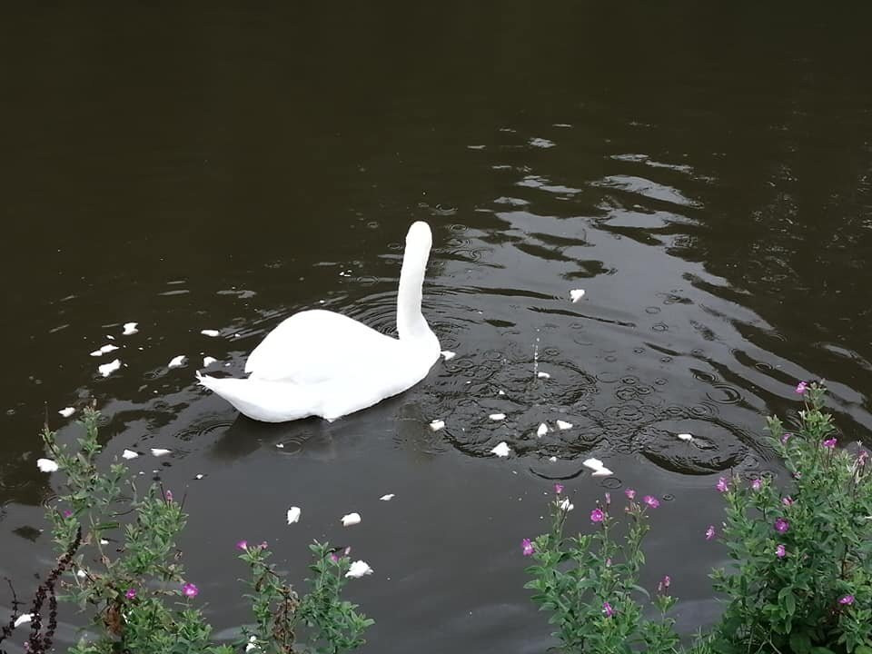 Mesnes Park景点图片