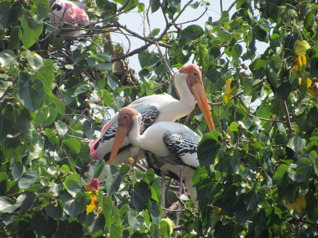 Kokrebellur Bird Sanctuary景点图片