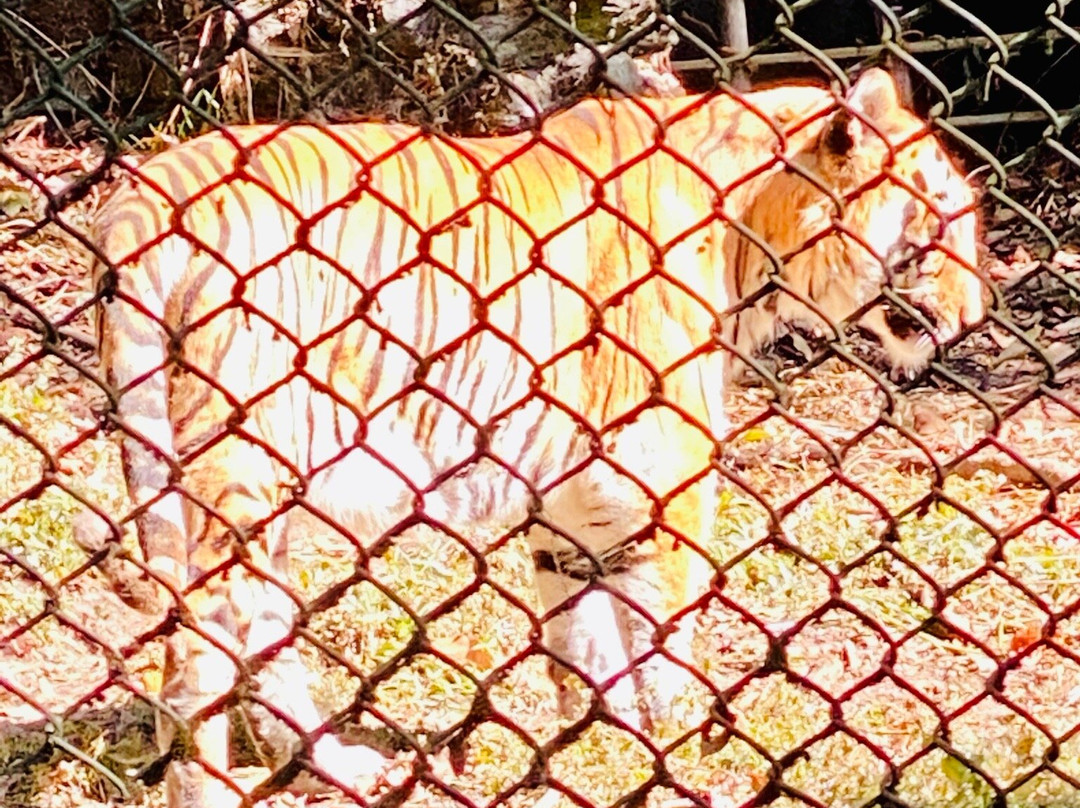 Padmaja Naidu Himalayan Zoological Park-大吉岭必去景点
