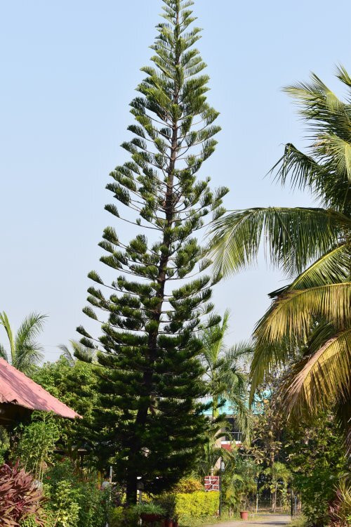 Countryside Farm主图