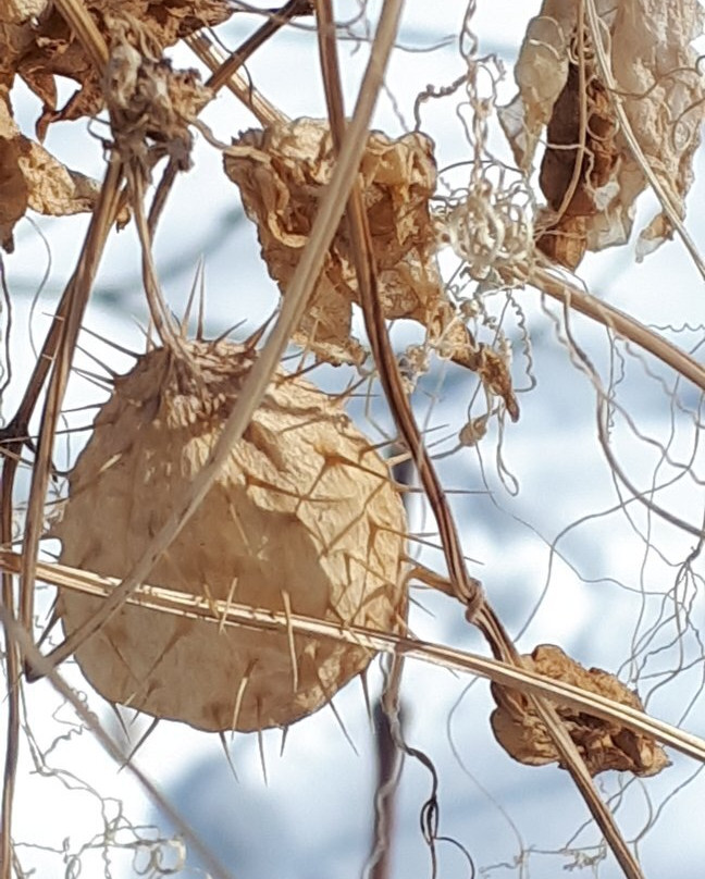 Old Market Square-温尼伯必去景点