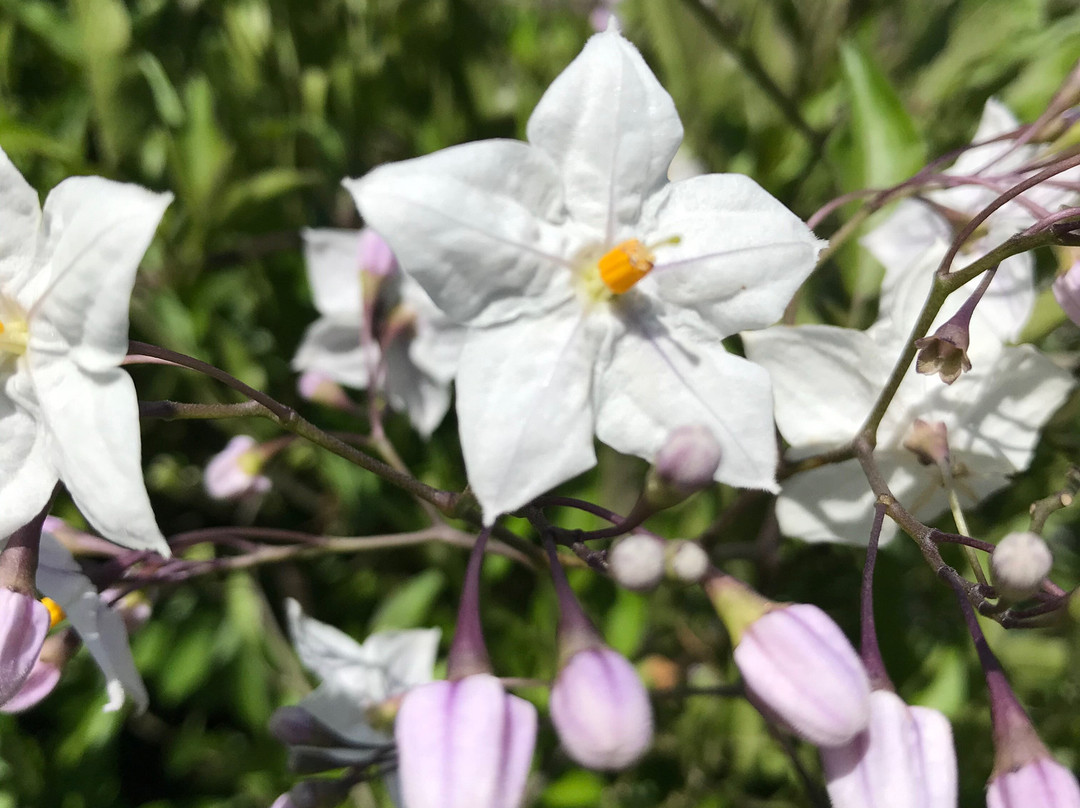 The Chairlift-斯坦利必去景点