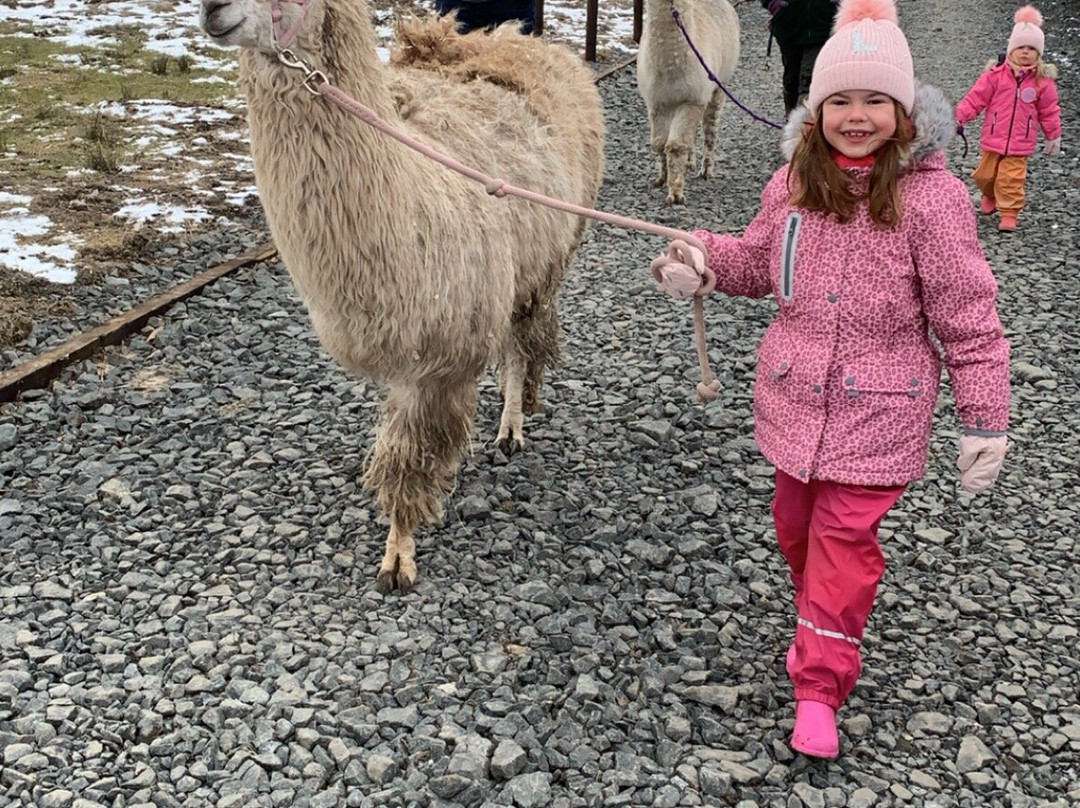 The Alpaca Trekking Centre-斯特灵必去景点