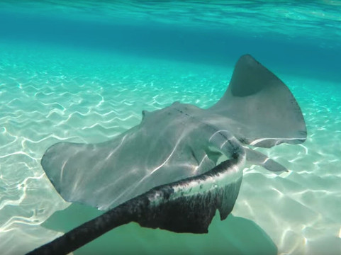 BestDeals In Punta Cana-巴瓦罗必去景点