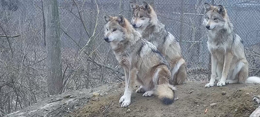 Colorado Wolf and Wildlife Center景点图片