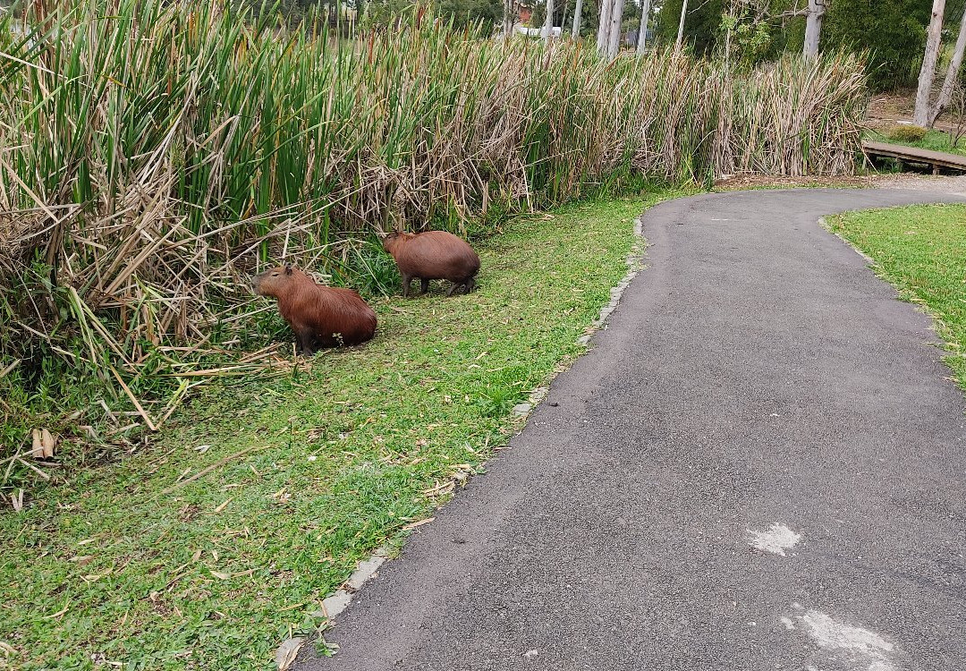 Parque do Lago景点图片