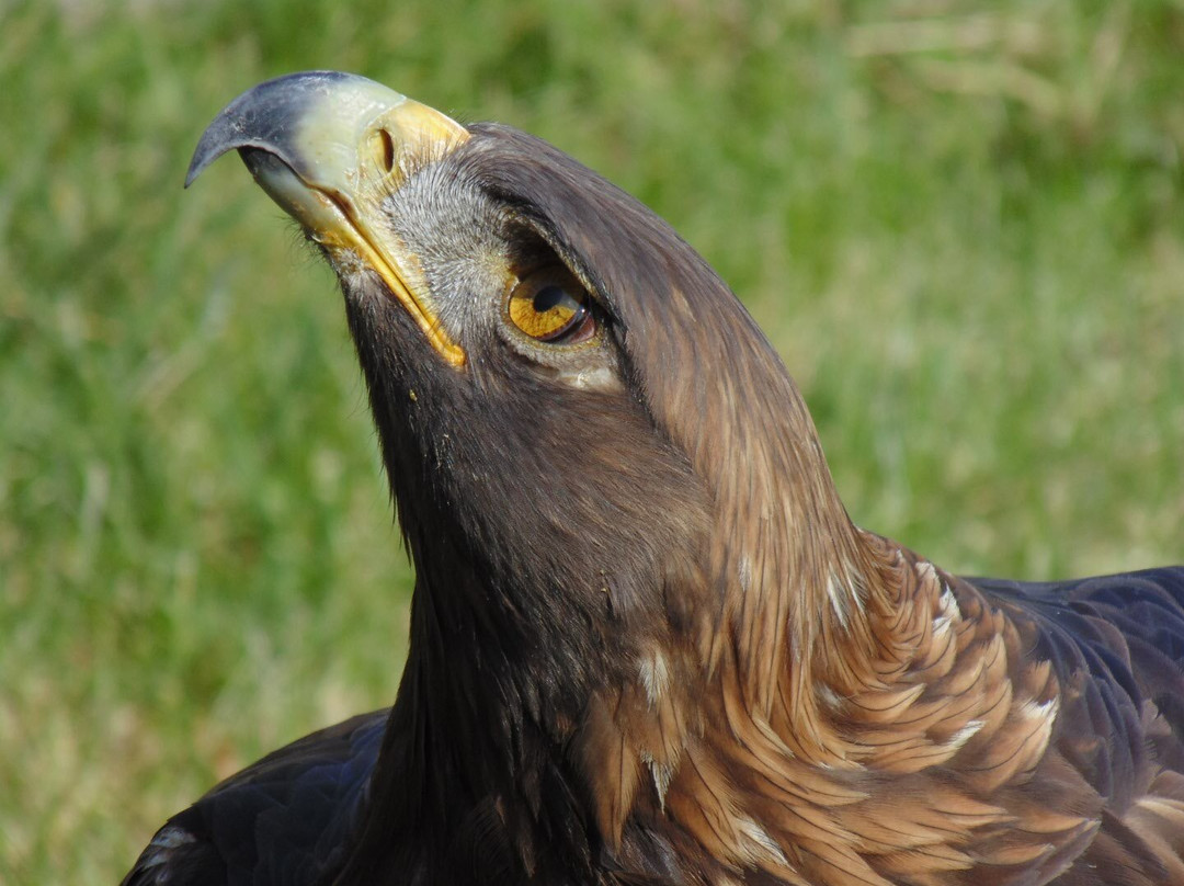 North East Falconry景点图片