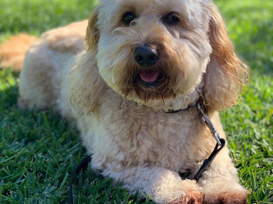 Grape to Glass Boutique Wine Tours-波高尔宾必去景点