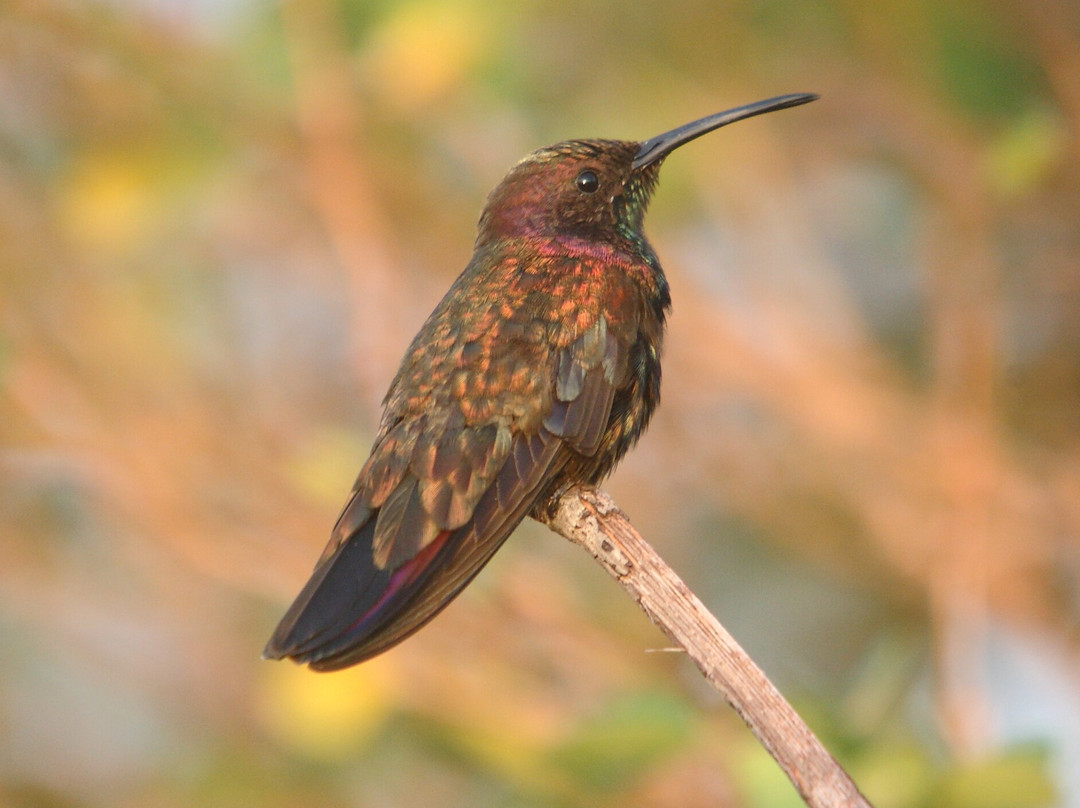 Arrowhead Birding Tours景点图片