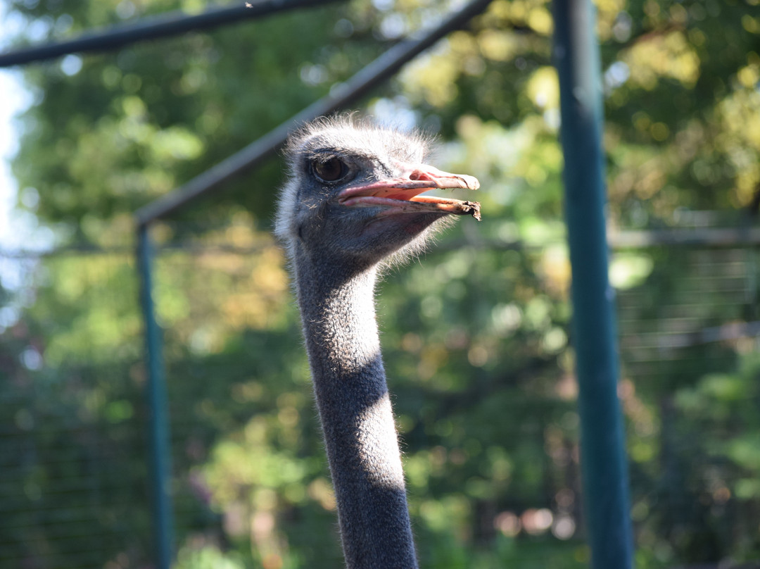 Park With Swans-New Athos必去景点