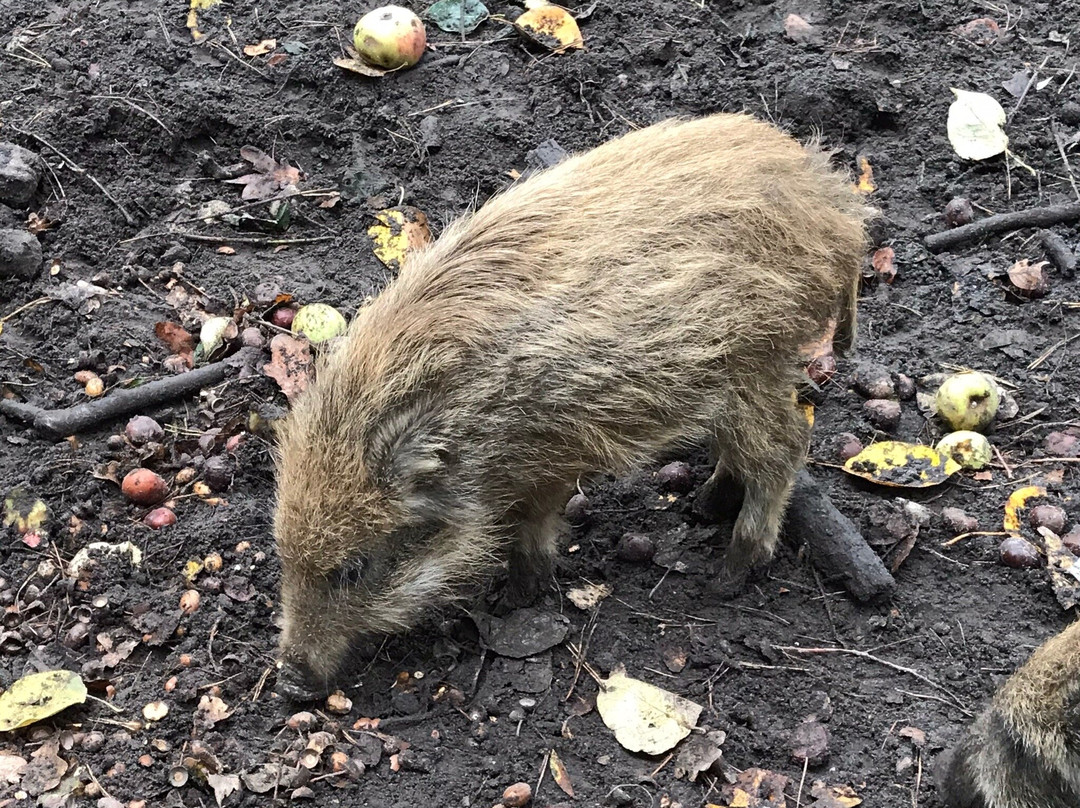 Wildgatter im Stadtwald-于尔岑必去景点