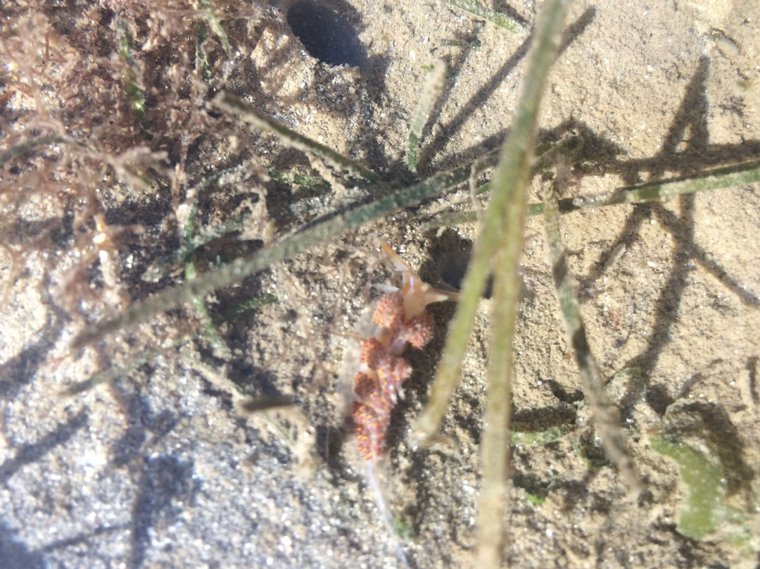 Eco Afrika Tours-Goukamma必去景点