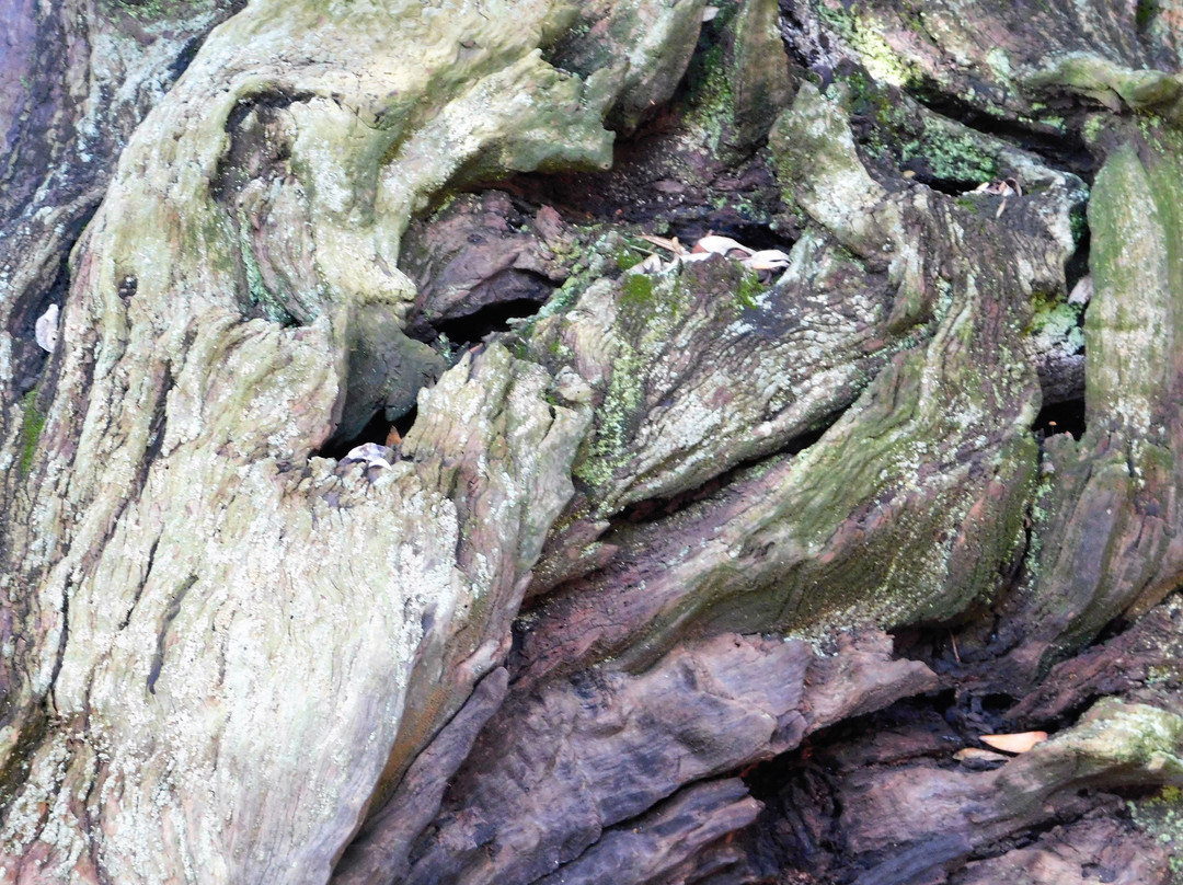 Museu Natural Oliveres Mil·lenàries de l’Arión景点图片