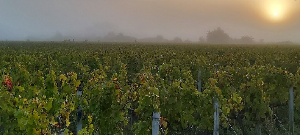 Les Vignerons d'Uni Medoc-Gaillan-en-Medoc必去景点