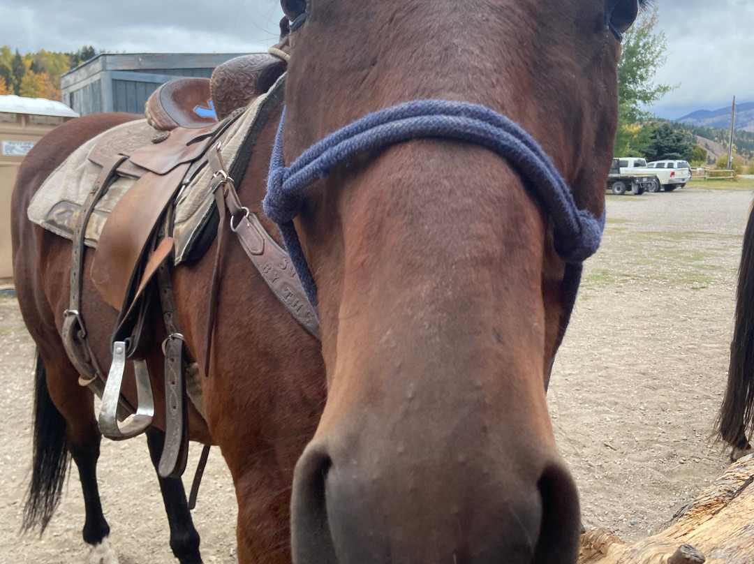 Introduction To Rodeo-威尔逊必去景点