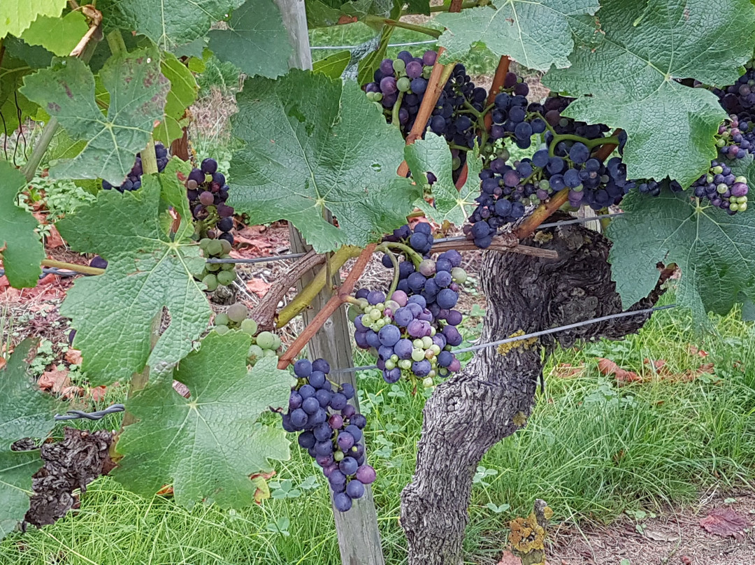 Pension Haus am Trielberg主图