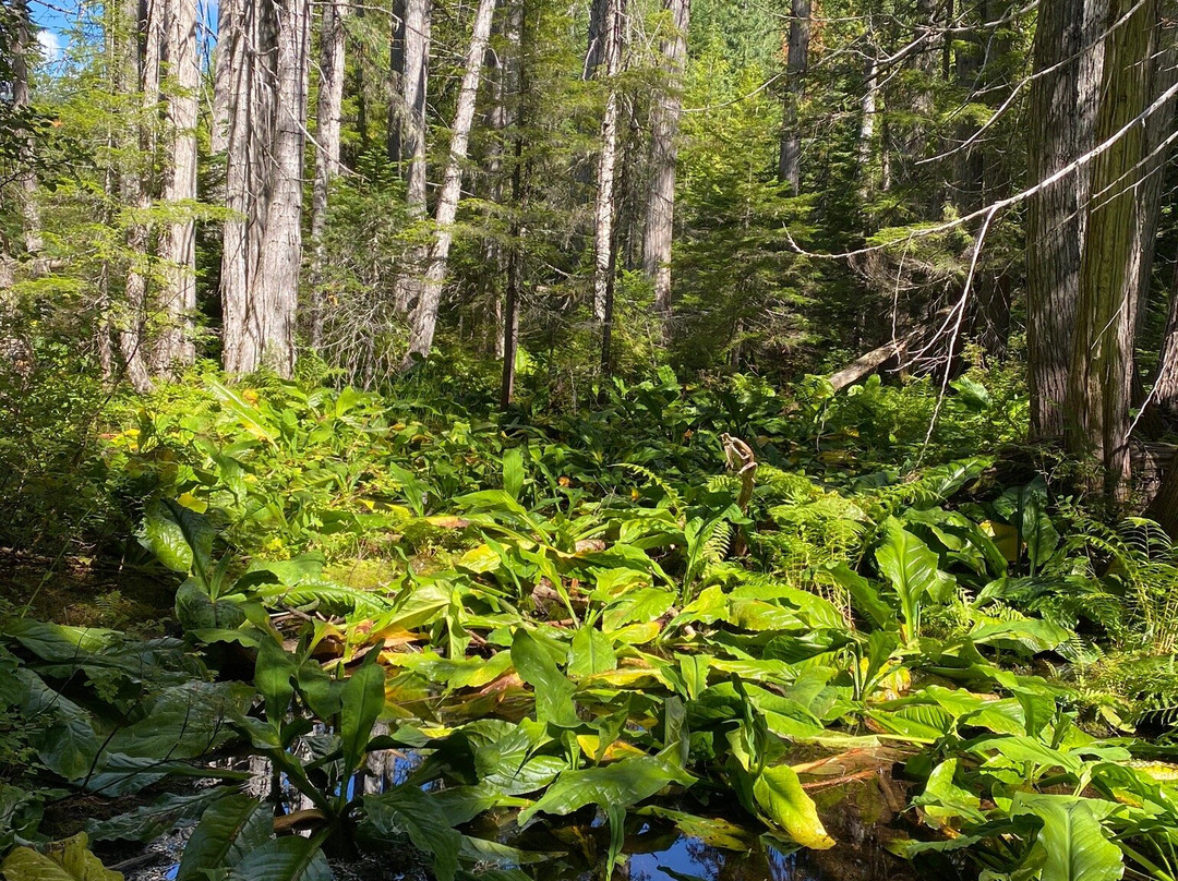 Ancient Cedars Trail-惠斯勒必去景点
