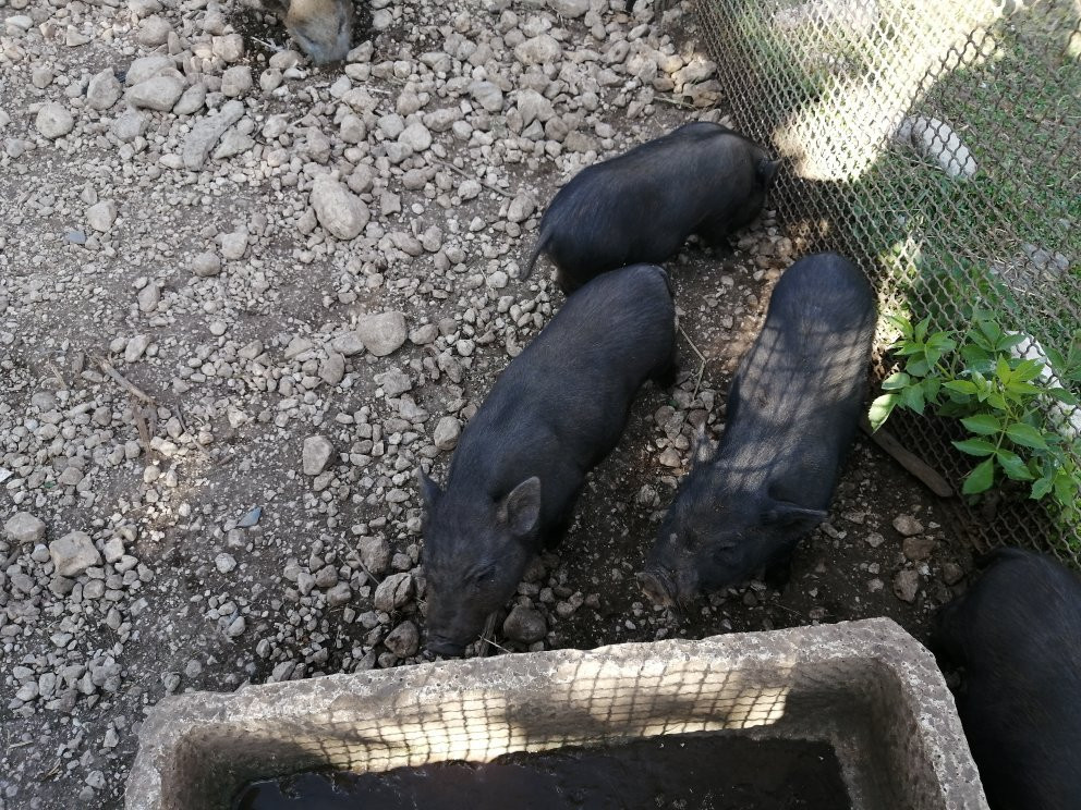 La Fattoria degli Animali景点图片