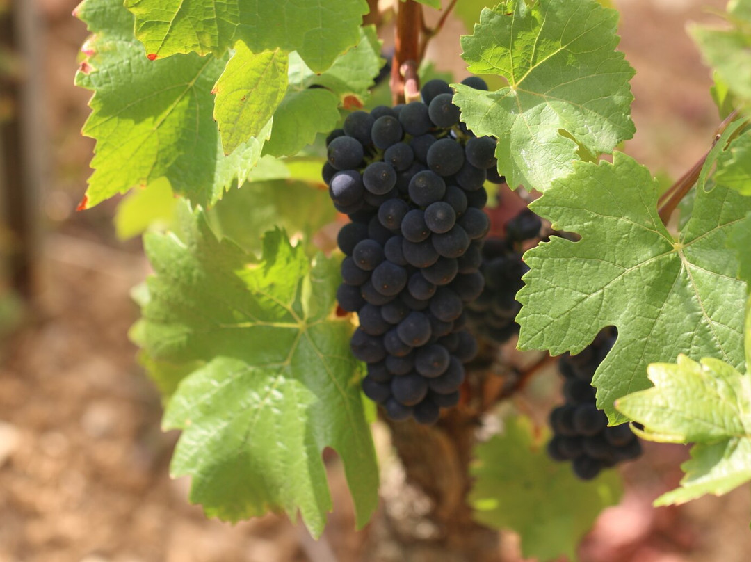 Domaine Francois Lumpp景点图片