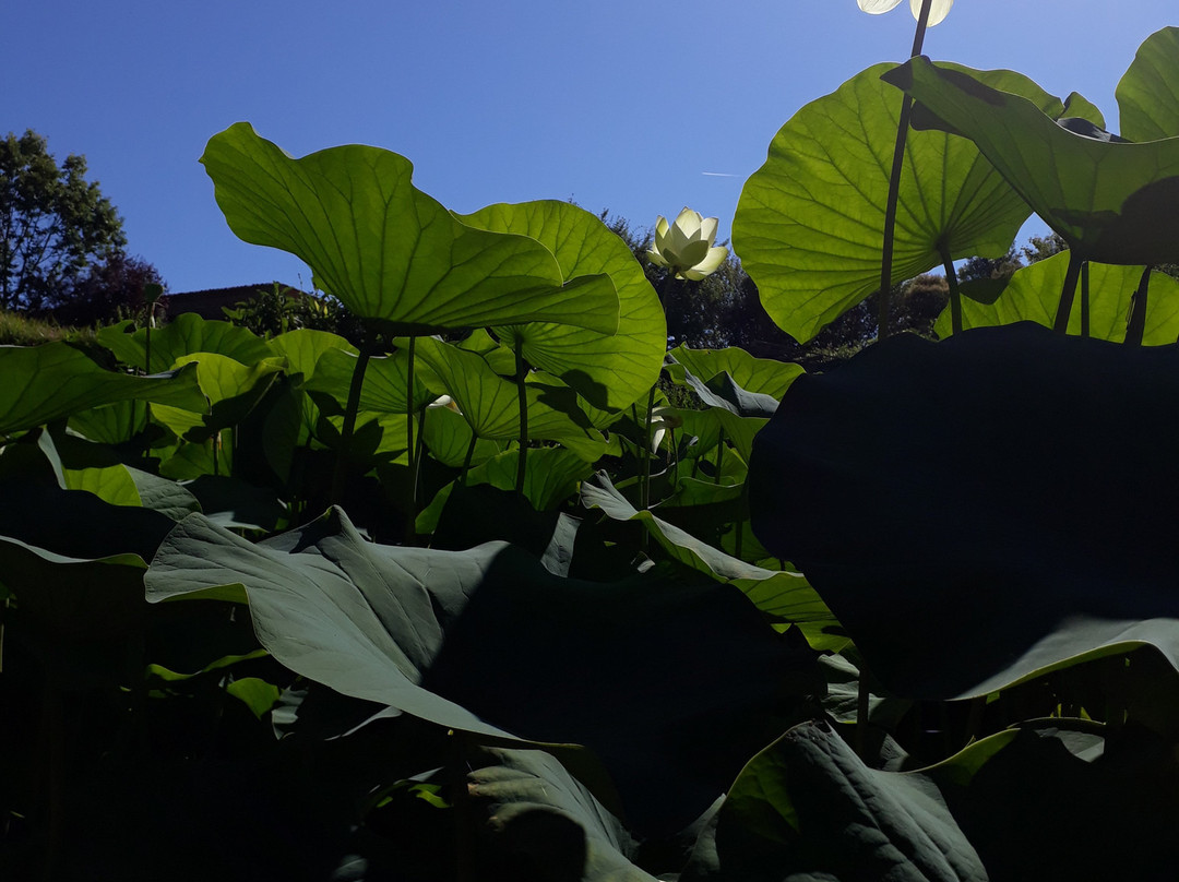 Les Jardins D'eau景点图片