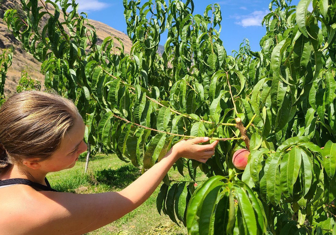 Hillside Orchards U-Pick and Farm-Oliver必去景点