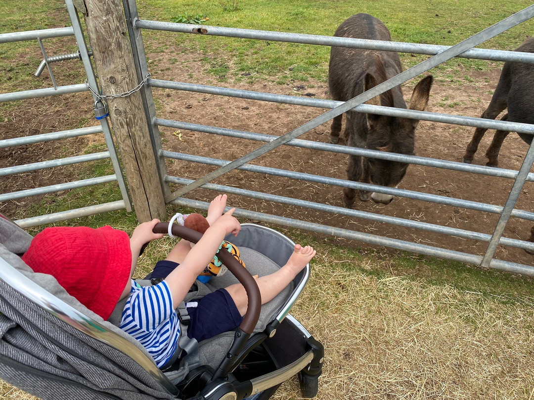 Scotty's Donkeys and Animal Park景点图片