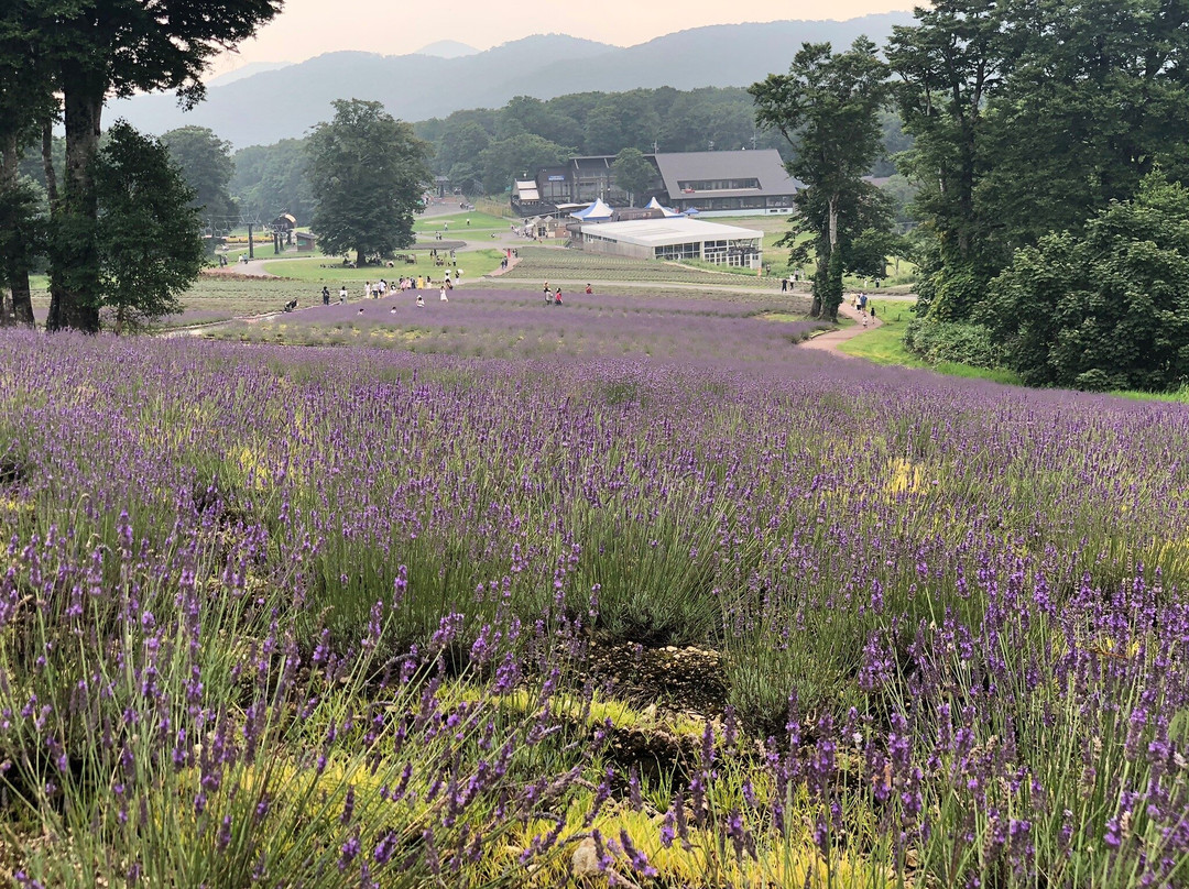 Tambara Lavender Park-沼田市必去景点
