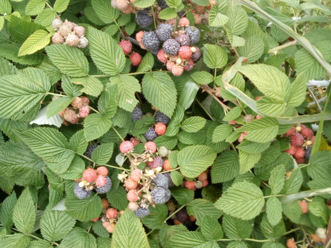 Agrolandia旅游攻略图片