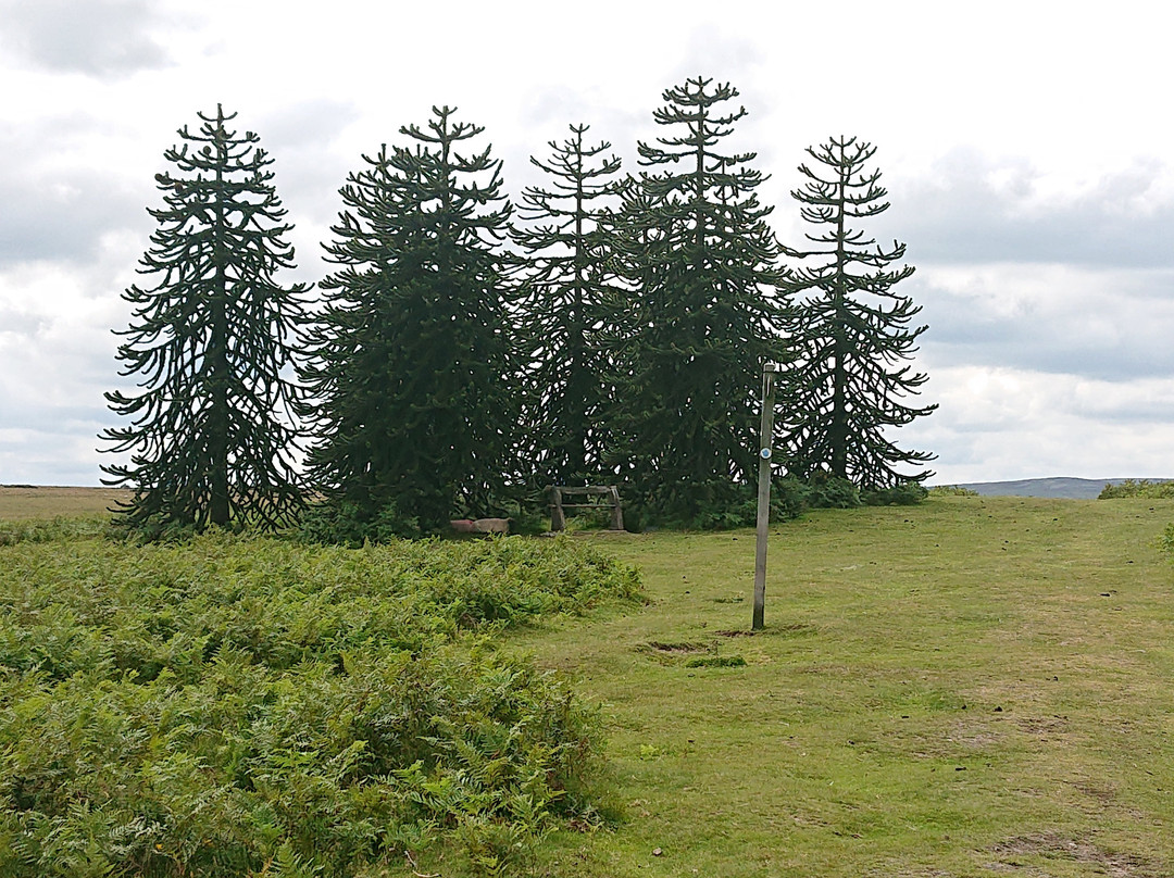 Hergest Ridge景点图片