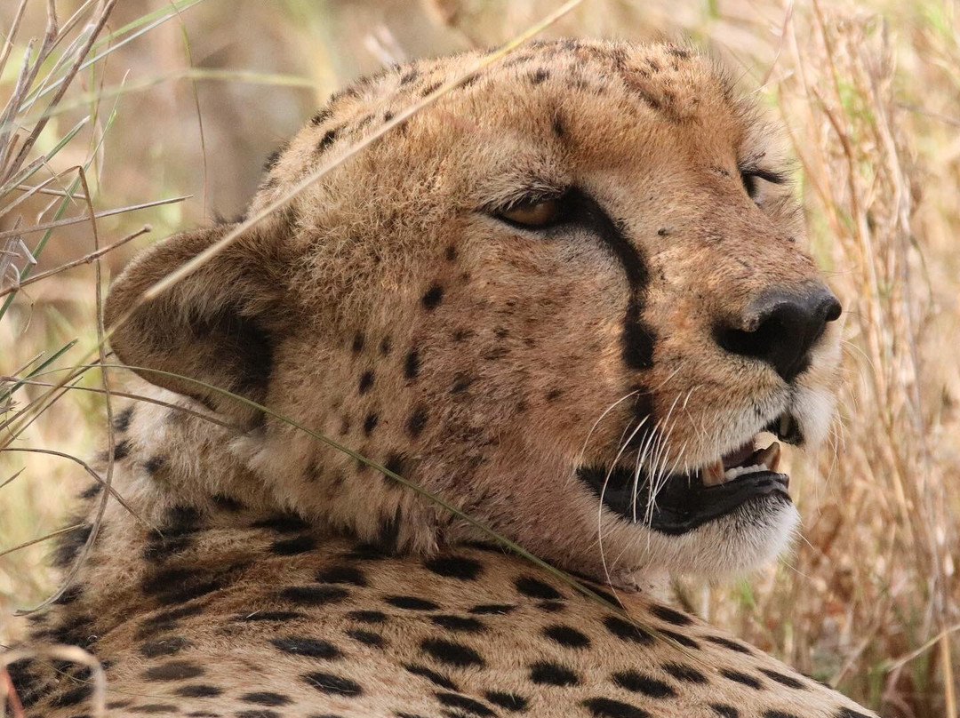 Anicet Philip Safaris Co.-Dar es Salaam必去景点