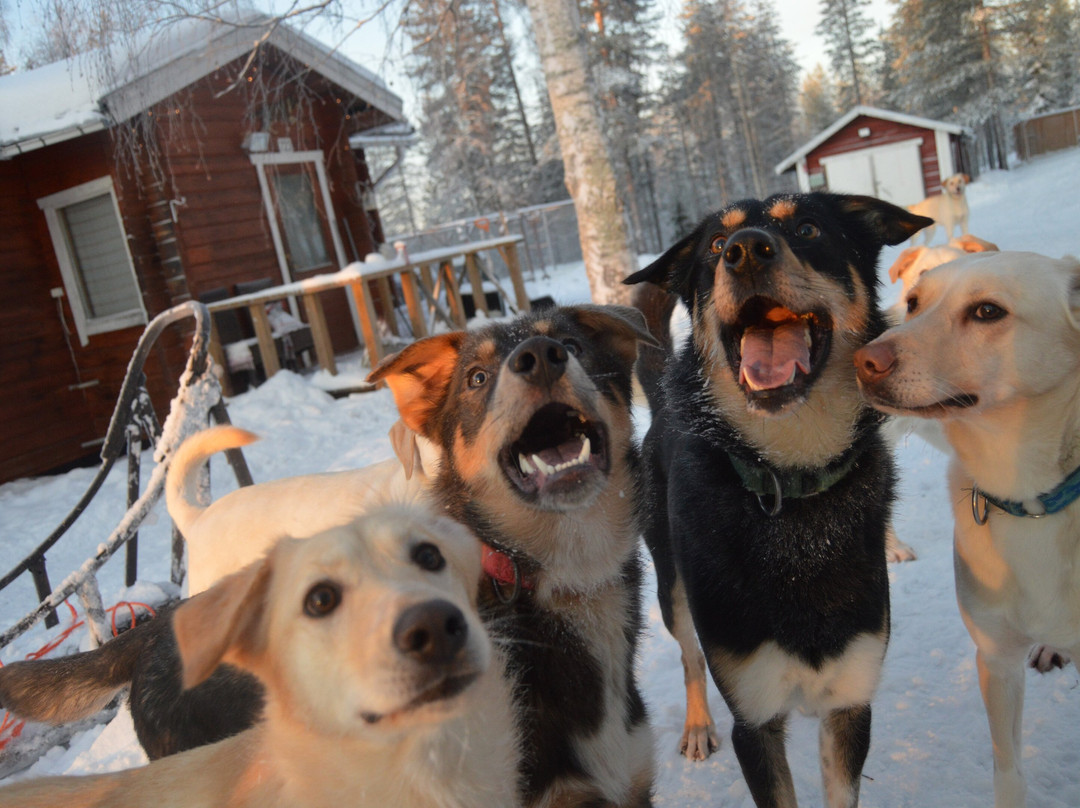 Pinewood's huskies-罗瓦涅米必去景点
