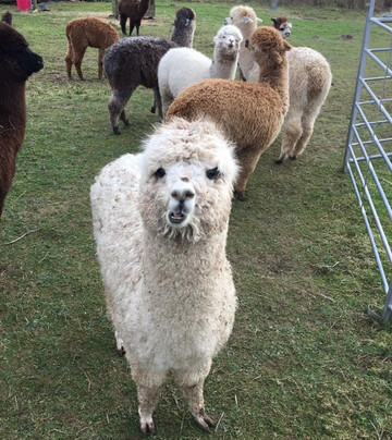 Faerie Tale Alpacas-凯尼尔沃思必去景点