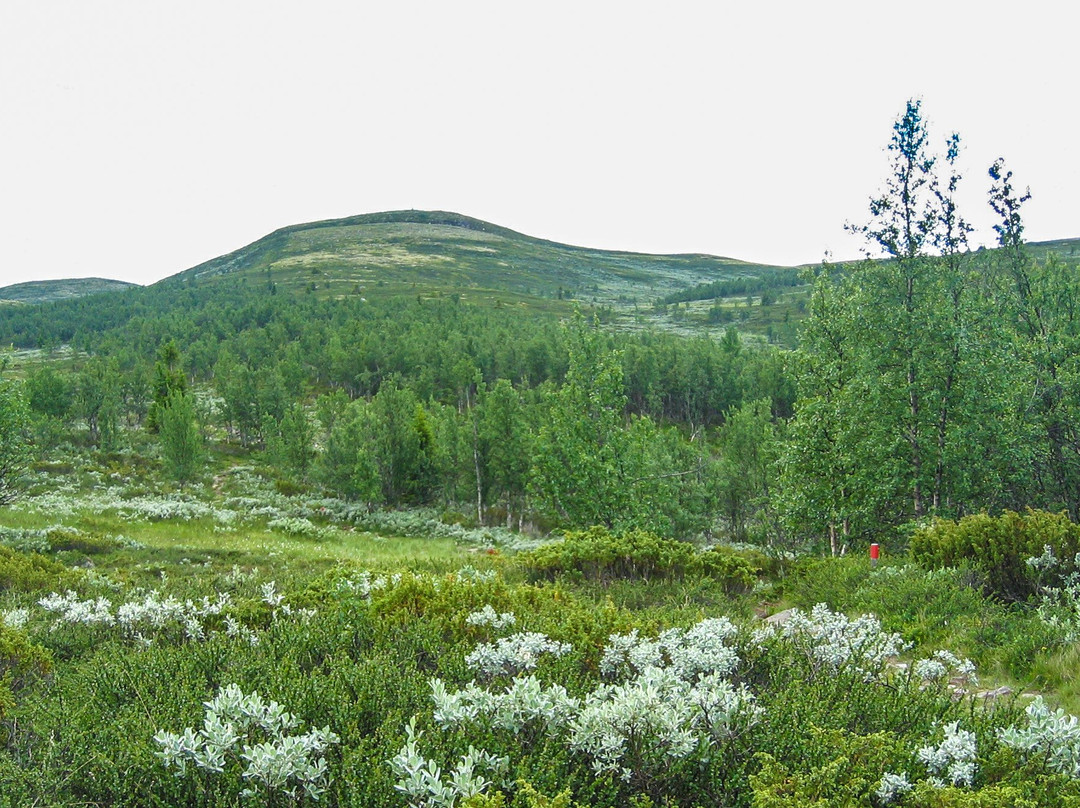 The Cattle Trail in Nesbyen景点图片