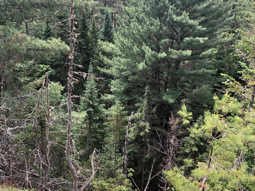 Two Rivers Trail-阿冈昆公园必去景点